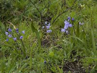 Scilla monophyllos 5, Saxifraga-Willem van Kruijsbergen